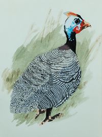 A small goauche painting of a guinea standing in grass looking back at the viewer.