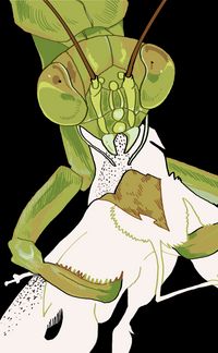 A digital artwork of a praying mantis eats a white moth.